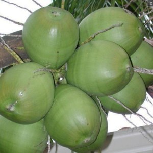 coconuts thai