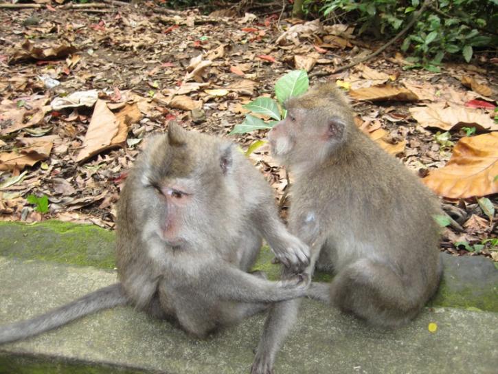 my friends from Bali monkey forrest